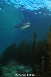 Snapper gliding above meadows of brown algae in shallows ... by Daniel Poloha 